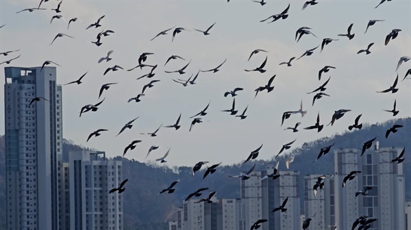 장남들을 둘러싼 빌딩을 배경으로 하늘을 날고 있는 새들.