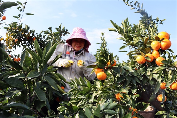 베트남 계절근로자가 나무 위에서 귤을 수확하는 장면. 공공형 계절근로자 사업에 대한 만족도가 높아지면서, 농가는 인력난을 덜게 됐다.