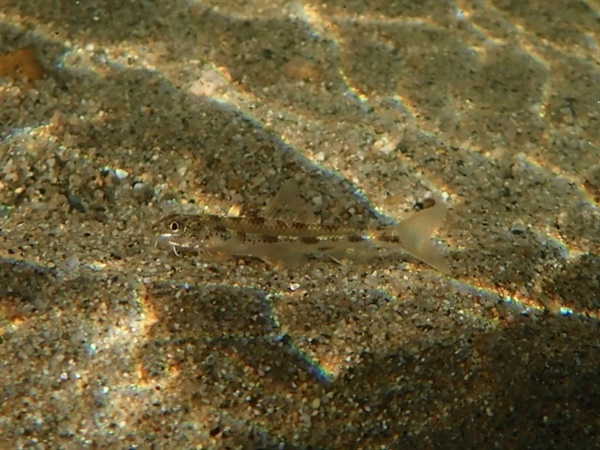 금강의 모래에서 확인된 우리 고유종 물고기 흰수마자 