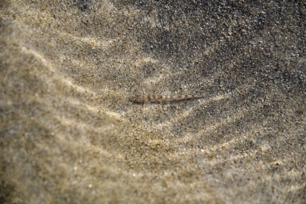 입자가 고운 모래톱 위에 돌아온 모래의 상징 흰수마자가 있다.  
