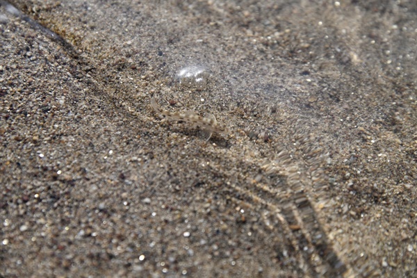 모래강의 상징 흰수마자 