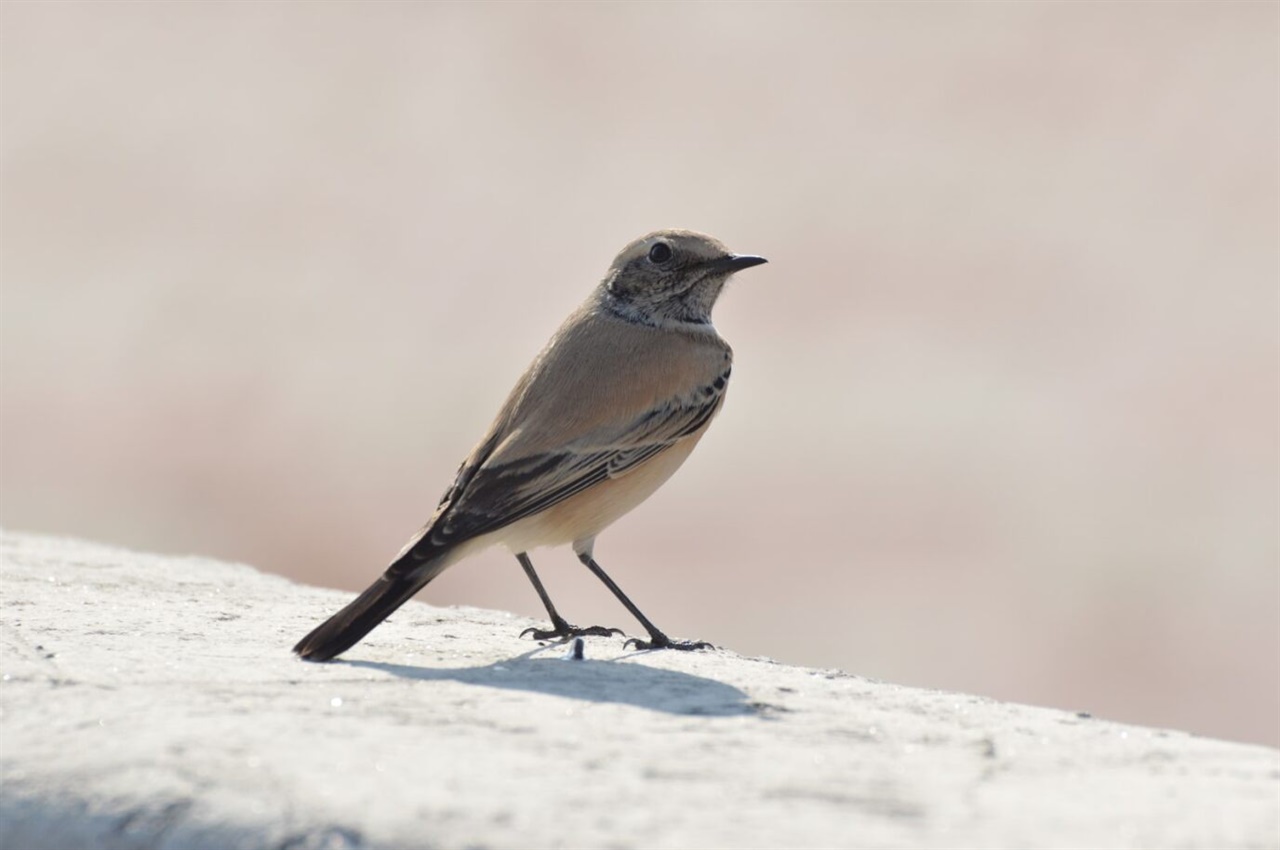지난 6일 새만금에서 관찰된 검은꼬리사막딱새(Oenanthe deserti deserti).