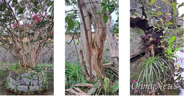 하동 화사별서(조씨고가) 배롱나무(다간 줄기와 지제부, 줄기가 합체된 연리지, 원도 외벽에 노출된 근맹아지)