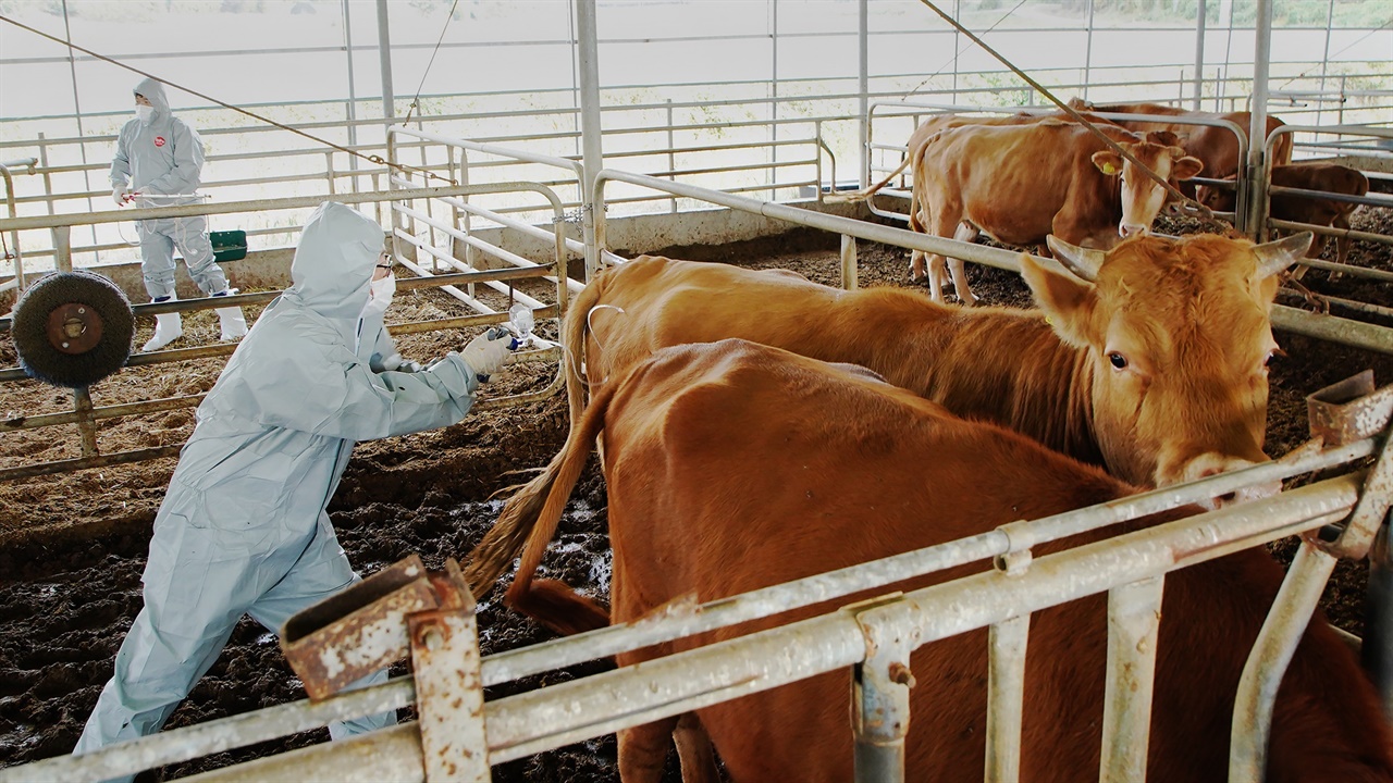 10월 23일 충남 서산시 부석면 봉락리 소 사육 농가가 럼피스킨 백신 접종을 하고 있다.