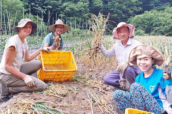 밥티스트(왼쪽에서 두 번째)와 미국 농부, 싱가포르 친구와 마늘 수확을 했다.