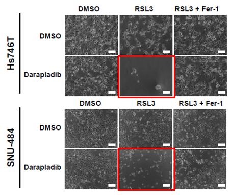 페로토시스 유도제(RSL3)와 다라플라딥(포스포라이페이스 A2)를 함께 사용했을 때의 위암 세포사멸 효과. 2종의 위암 세포주(Hs746T, SNU-484)에 페로토시스 유도제(RSL3)와 다라플라딥(포스포라이페이스 억제제)을 함께 사용한 경우, RSL3를 단독 사용한 경우보다 위암 세포의 사멸이 크게 증가함.