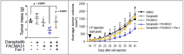 실험동물 대상 페로토시스 유도제(PACMA31)와 다라플라딥(포스포라이페이스 A2)를 함께 사용했을 때의 종양 사멸 효과. 면역을 결핍시킨 쥐의 복강에 다라플라딥(포스포라이페이스 억제제)와 페로토시스 유도제(PACMA31)를 함께 투여한 결과 종양의 크기와 부피가 크게 감소함.
