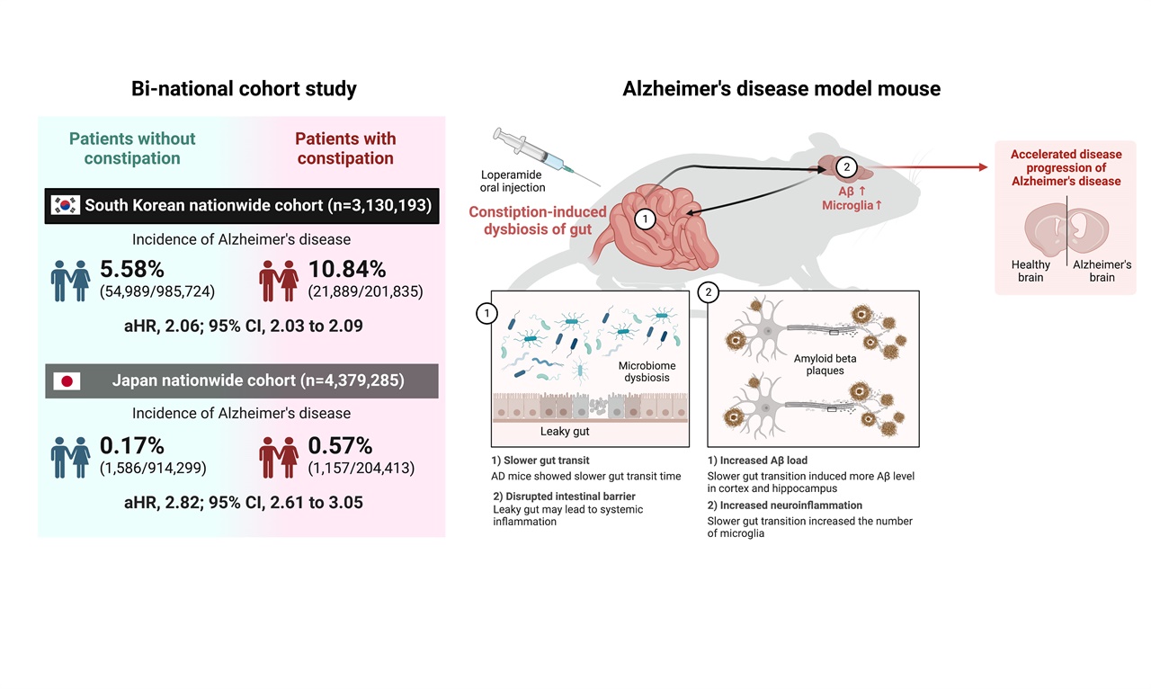 한국, 일본 2개 국가 코호트 연구 및 알츠하이머병 마우스 모델 연구를 통해 규명
