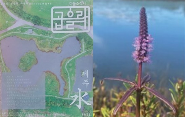 청년들이 창간한 수산마을 소식지 <곱을락> 올 여름호 표지에는 수산한못을 드론으로 찍은 사진이 실렸다. 오른쪽 사진은 수산한못에 사는 멸종위기종 전주물꼬리풀. 