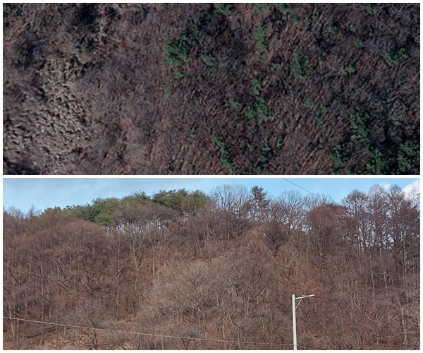 한 축협 조합원이 한우 2마리를 사육하는 농장으로 신고한 주소지를 카카오맵으로 본 항공사진(위) 과 오마이뉴스가 촬영한 해당 산림의 현재 모습(아래). 최소 10여 년 동안 한우 농장으로 사용한 흔적이 없다.