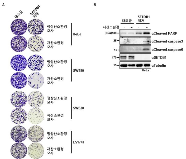 A. SETDB1 저해 세포는 저산소 환경에서 성장이 현저히 억제되어 세포 군집 형성이 원활하지 않음을 다양한 암세포주(HeLa : 자궁경부암, SW480, SW620, LS174T : 대장암)에서 확인 //  B. SETDB1 제거 세포가 저산소 환경에서 두드러지게 사멸이 유도되는 것을 PARP, Caspase-3, Caspase-6 절단의 증가를 통해 확인