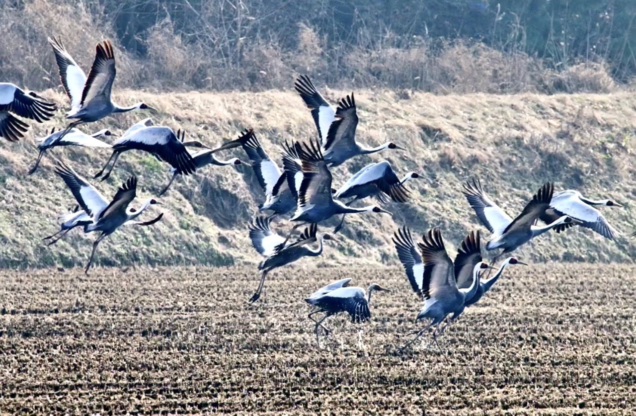 천수만 찾은 겨울철새들이 힘차게 날아오르고 있다.