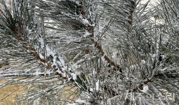 상여오름 정상 부근에 있는 소나무가 흰 알갱이로 뒤덮인 모습.