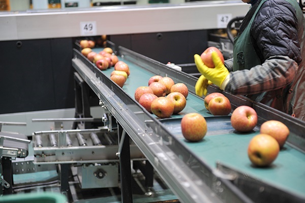 쉴틈없이 움직이는 예산농산물유통센터(APC) 선별기에서 직원들이 빠른 손놀림으로 사과를 분류하고 있다.