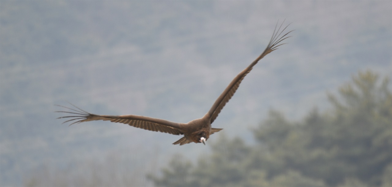 낙동강 지천 회천의 창공을 날고 있는 천연기념물 독수리