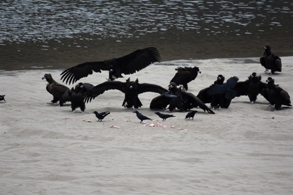순식간에 날아드는 독수리들. 이들에 의해서 독수리식당은 순식간에 음식이 동이 났다. 