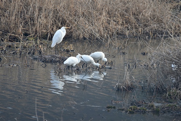 지난 10일 대전환경운동연합이 대전 갑천 하류에서 관찰한 노랑부리저어새.