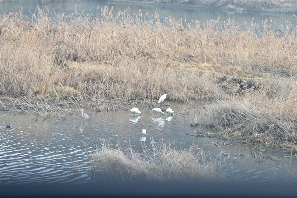 지난 10일 대전환경운동연합이 대전 갑천 하류에서 관찰한 노랑부리저어새.