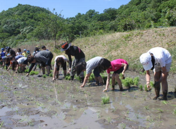  거산초 학생들이 학교 인근 텃논에서 벼를 심으며 살아있는 생태교육을 받고 있다. ©