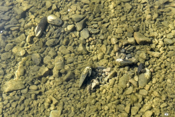 금호강 수질개선의 상징인 민물조개 말조개 어린 개체들. 안심습지에서 발견.