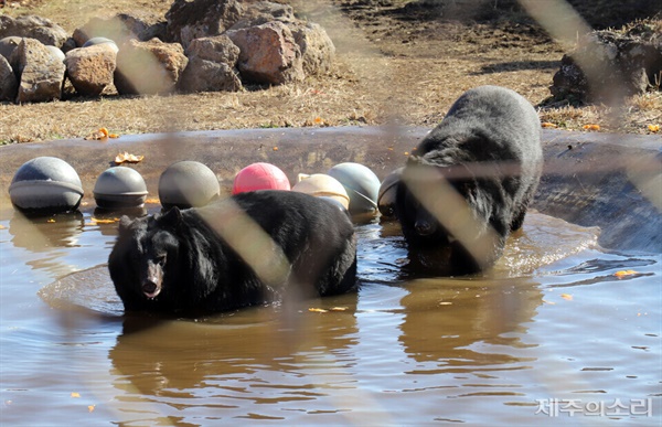 13일 오전 서귀포시 성산읍 제주자연생태공원 내 방사장에서 물놀이하는 반달가슴곰들.