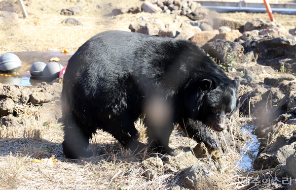 13일 일반인에게 처음 공개된 서귀포시 성산읍 제주자연생태공원 내 반달가슴곰.