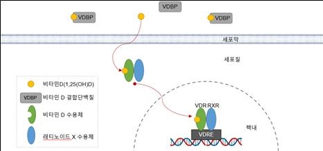 활성상태 비타민 D는 비타민 D 결합단백질 (VDBP)과 함께 혈액내에 존재하다가 세포안에서 전사인자인 비타민 D 수용체(VDR)와 결합하여 유전자가 존재하는 핵안으로 이동, 특정 타깃 유전자발현을 조절한다.