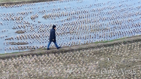하승수 '농본' 대표가 자신의 집 앞에 있는 논을 산책하고 있다.
