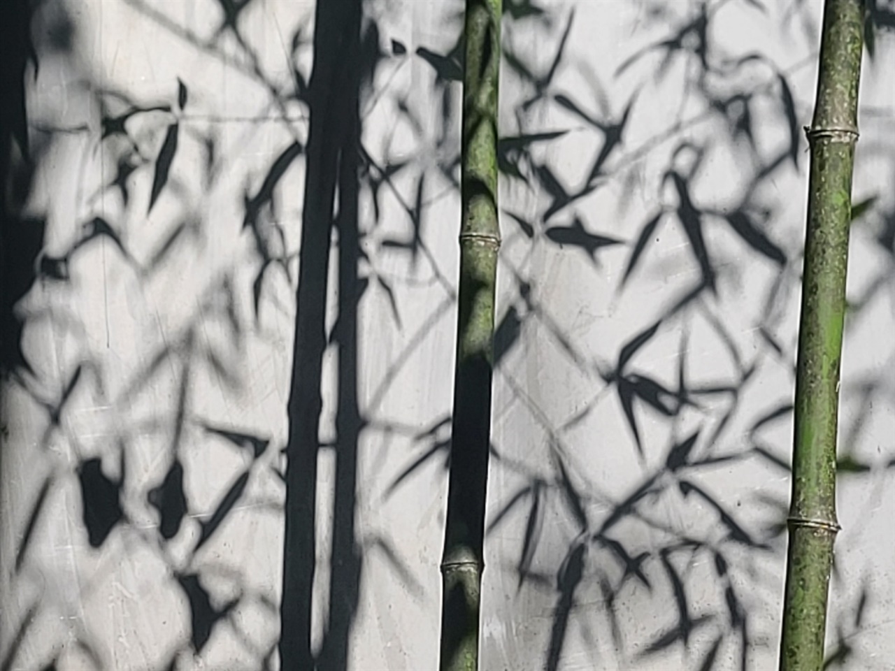 청암산 대나무 군락지의 대나무 그림자의 사진