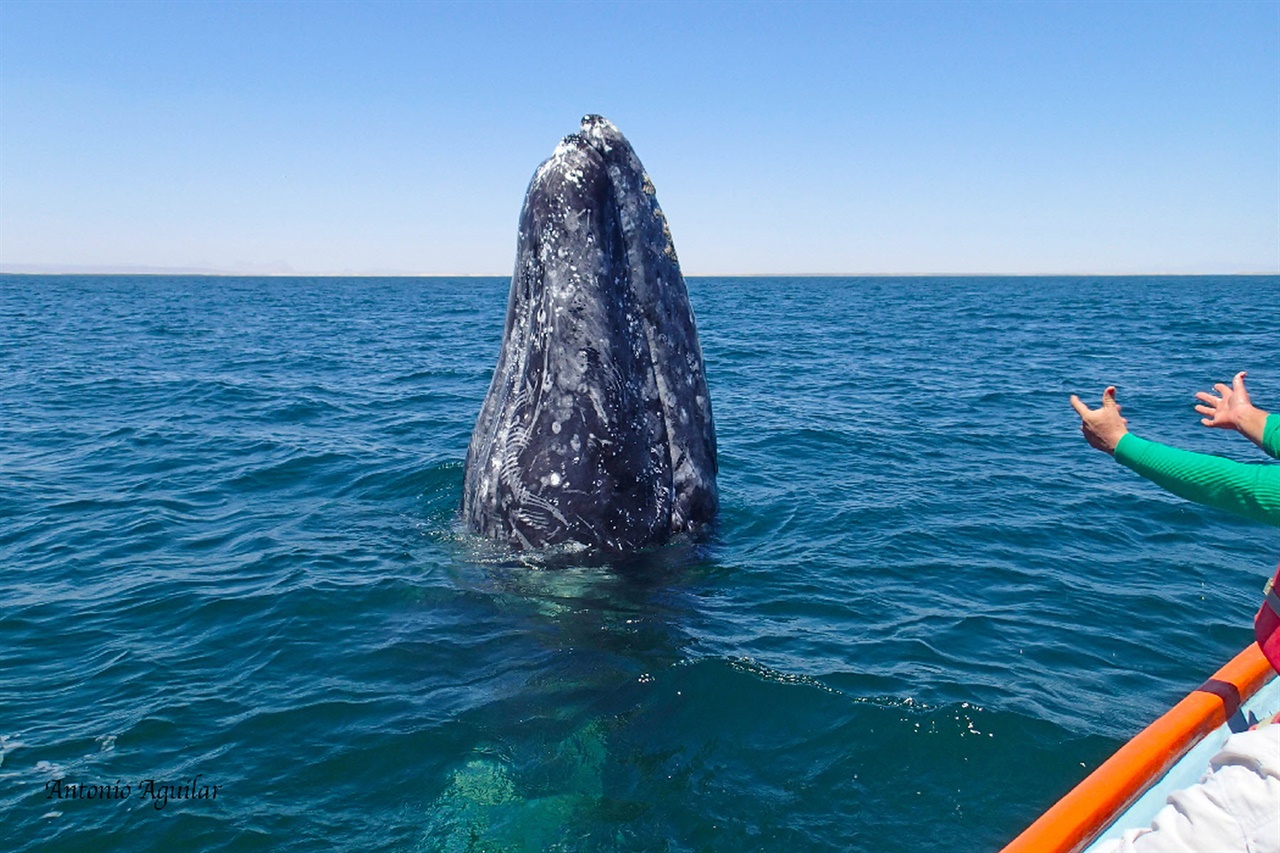 머리를 수직으로 드는 스파이호핑(Spy-hopping). 우리나라에서는 머리를 물 밖으로 세우고 있다가 사람을 보면 귀신같이 사라진다고 해서 귀신고래(Korean Gray Whale)라는 이름을 얻었다.