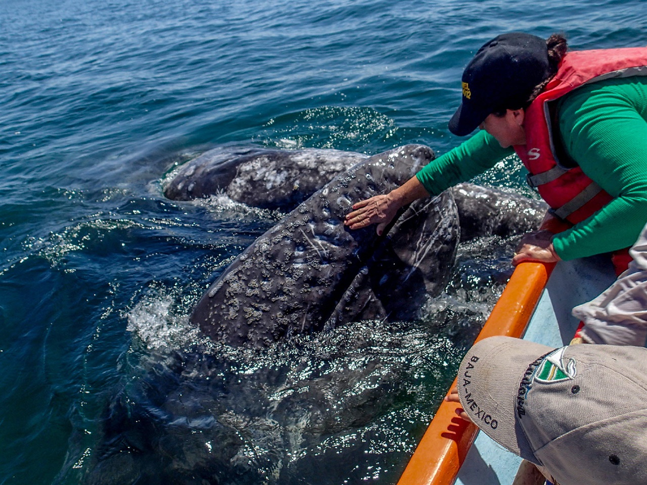 회색고래는 인간이 자신의 새끼를 만지는 것을 믿고 허락하는 그 크기의 유일한 야생 동물