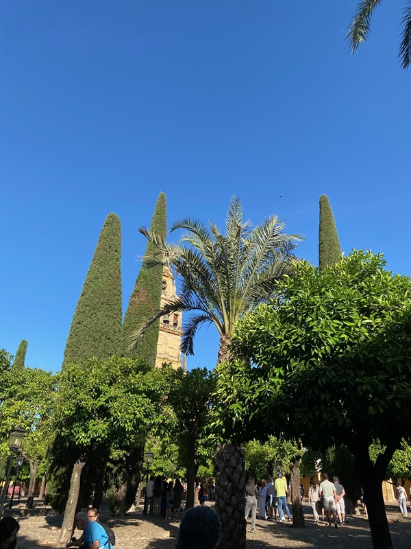 메스키타 대성당 정원. 오렌지 나무와 사이프러스 나무 사이로 성당의 종탑이 보인다.