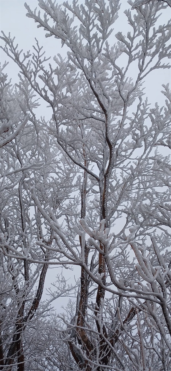 비와 눈, 얼음이 만들어 낸 눈꽃나무