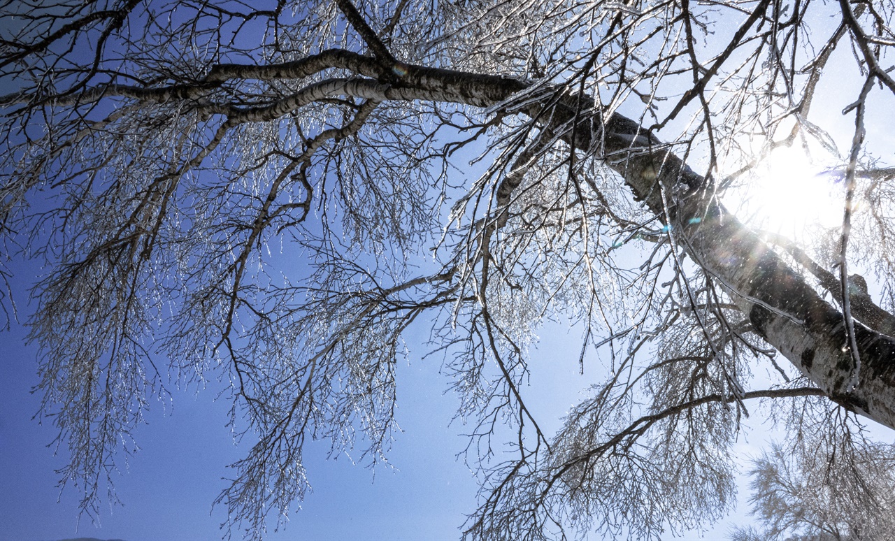 22일 대관령에서 나뭇가지에 얼음이 얼어 빛나는 모습
