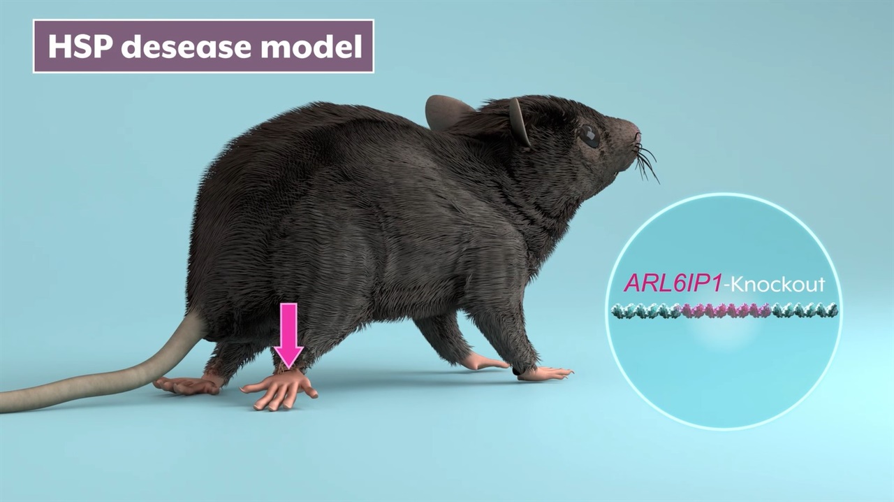 '유전성 하지강직성 대마비 증후군(HSP)' 질환을 앓는 실험쥐 모델.