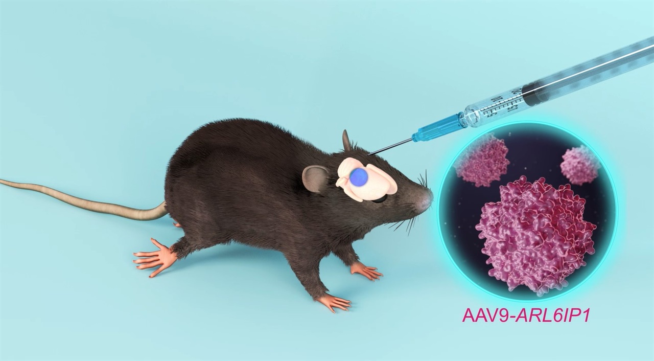 '유전성 하지강직성 대마비 증후군(HSP)' 질환을 앓는 실험쥐 모델에 ARL6IP1을 아데노 부속 바이러스(Adeno Associated Virus, AAV) 전달체에 탑재해 만든 유전자 치료제를 투여하고 있다.