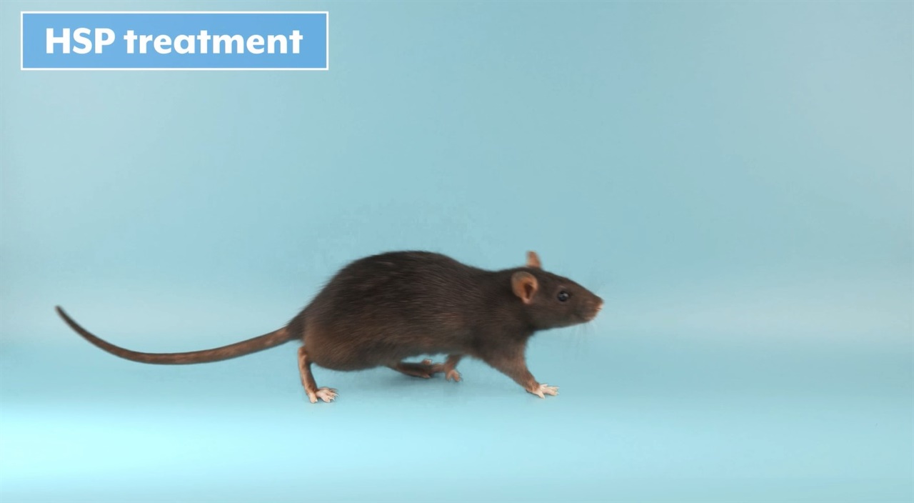 HSP를 앓는 쥐에 유전자치료제를 투여하자 보행능력이 개선됐다.