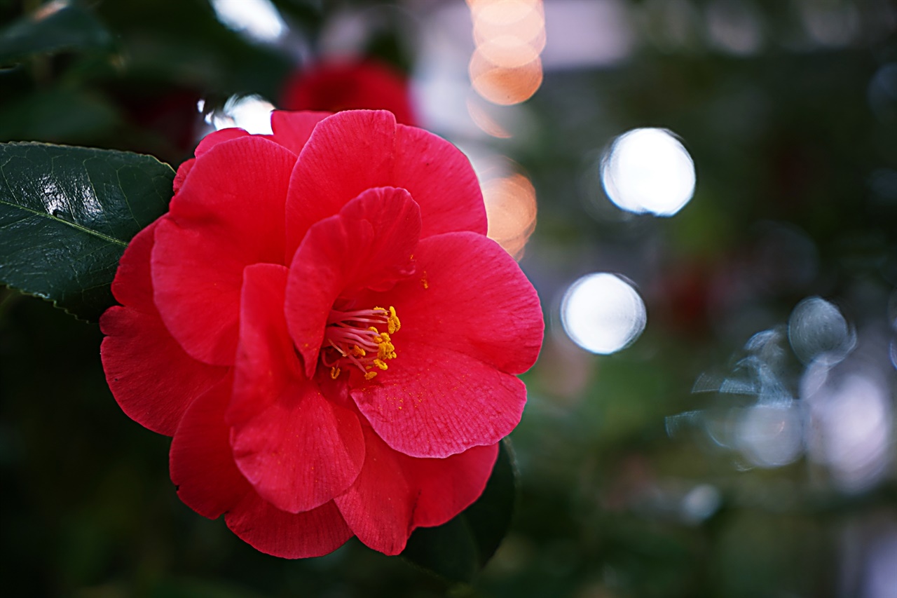 양재동 꽃 시장의 빨간 동백꽃