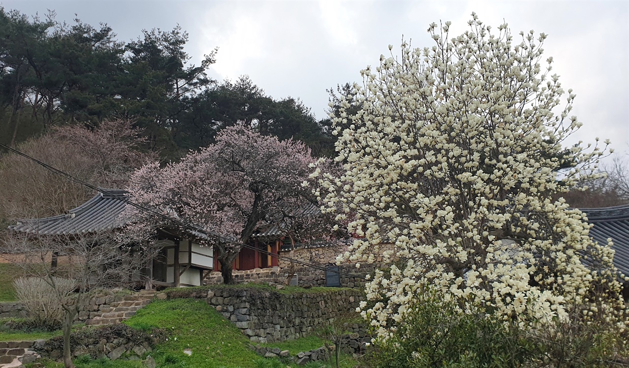봄날의 죽림재. 매화, 목련꽃이 활짝 펴 '꽃대궐'을 이루고 있다. 지난해 봄 풍경이다.