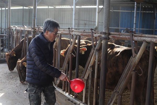 경북 의성 칡소 농가 이무구씨