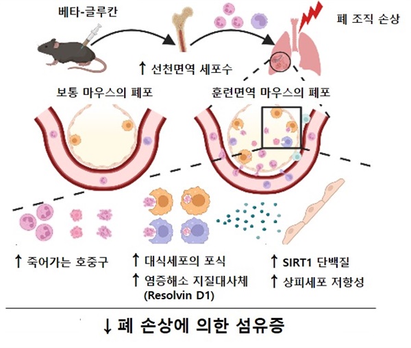 베타-글루칸에 의한 훈련면역이 마우스의 폐 섬유화를 완화시키는 기전 전신 베타-글루칸 투여가 국소 조직인 폐로 훈련된 골수 세포의 침투를 향상 시킴. 이때 폐 상주 대식세포가 증가되며 포식 능력 또한 향상됨. 이는 염증해소 지질대사체(Resolvin D1)의 생성을 유도하고 이로 인해 주변 폐 상피세포의 SIRT1 발현이 증대되어 후속 손상에 대한 저항성을 강화시킴. // 그림설명 및 그림제공: 울산의대 최은영 교수