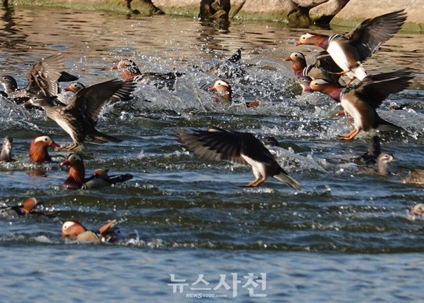  천연기념물 제327호 '원앙'이 경남 사천시 사천만 일대 호수와 저수지, 논경지 일대에서 떼를 지어 겨울을 나고 있다.(사진=윤병열 한국탐조연합대표 제공)