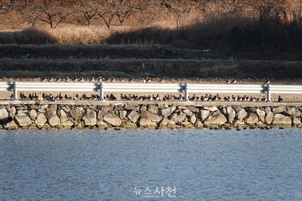  천연기념물 제327호 '원앙'이 사천만 인근 저수지에서 휴식을 취하고 있다.(사진=윤병열 한국탐조연합대표 제공)