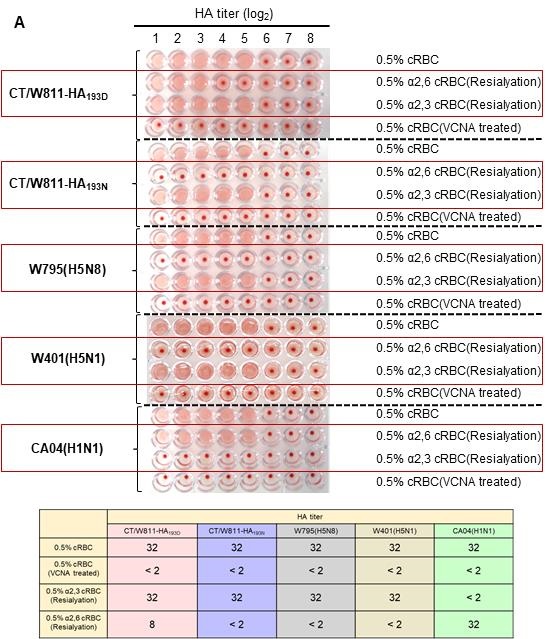 (A) 시알산α2,3 및 α2,6 글리칸에 대한 바이러스의 결합 친화력을 비교하기 위해 CA04(인체유래 인플루엔자), W401/W795(조류유래 인플루엔자) 바이러스를 양성 대조군으로 사용함. HA-193번 부위만을 D또는 N으로 치환한 재조합 바이러스를 비교시 HA-193N 바이러스는 조류형 수용체인 시알산 α2,3에만 결합하는 양상을 보이며, HA-193D 바이러스는 조류형 수용체인 시알산 α2,3 및 인간형 수용체 시알산α2,6 모두에 결합력을 보임.