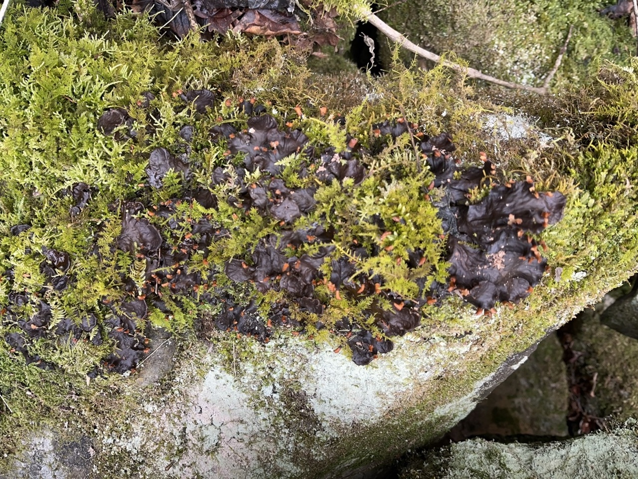진안 중대산(팔공산) 기슭 너덜 바위에 핀 지의류(dog lichens 추정)