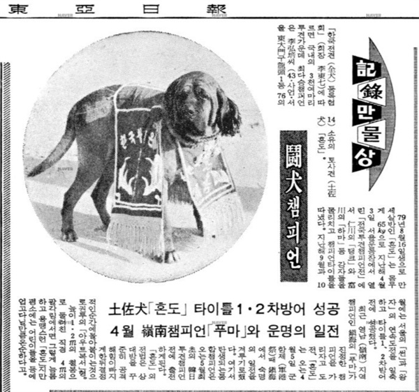 한국에서도 투견 대회가 열렸던 적이 있었다. 1983년 2월 19일 <동아일보>에 실린 '투견챔피언' 모습. 