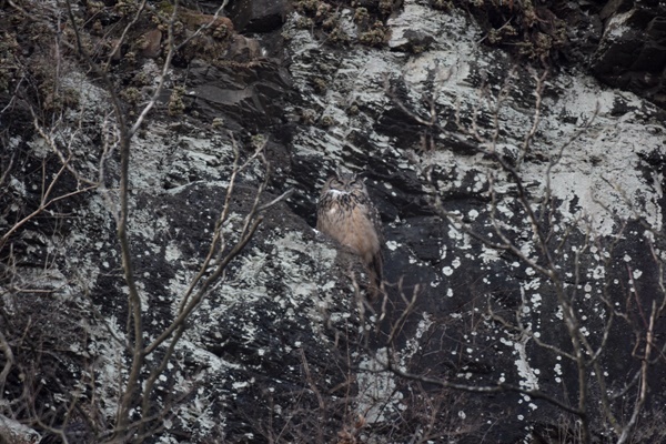 수리부엉이 수놈 '팔이'가 마치 망루에서 보초를 서고 있는 듯 바위틈에서 잠을 청하고 있다. 
