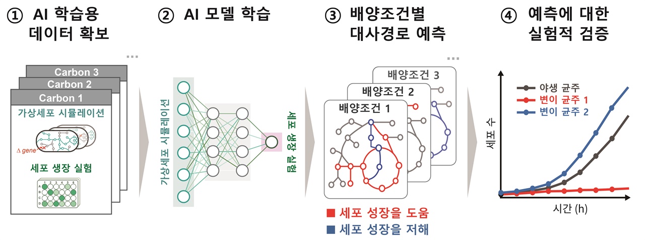 인공지능(AI)을 통한 핵심 대사반응 규명 과정 ① 인공지능 모델을 훈련시키기 위해, 30가지 영양조건에서 각각 1,422개의 대장균 유전자를 제거했을 때의 성장값을 출력데이터로 사용하고, 이에 해당하는 대사경로 시뮬레이션 값을 입력데이터로 이용함. ② 두 가지 인공지능 모델(머신러닝, 딥러닝)을 생성함 ③ 각 30가지 영양조건에서의 미생물 성장에 중요/저해되는 대사경로를 인공지능 모델을 통해 예측함. ④ 주요 예측 대사반응에 대해 유전자 제거 및 배양실험을 통해 검증함. / 그림설명 및 그림제공 : 건국대학교 윤성호 교수