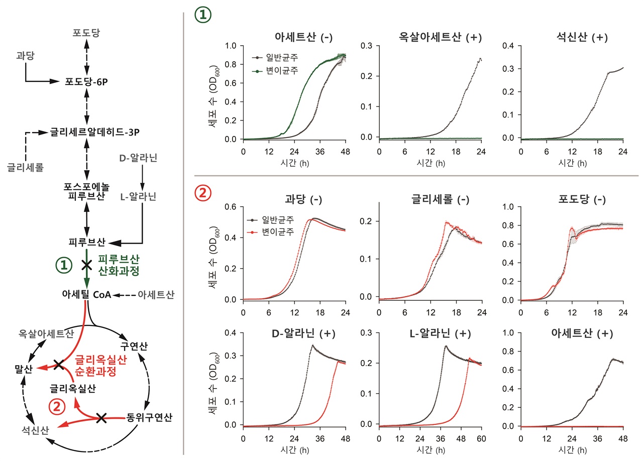 인공지능 모델로부터 예측된 주요 대사반응의 실험검증 특정 대사반응은 탄소원에 따라 세포 성장을 촉진(+) 또는 저해(-)한다고 예측되었으며, 이를 유전자 조작 및 배양실험을 통해 검증함. (좌측 그림): 유전자 제거로 의해 차단된 대사반응을 X로 표시함. (우측 그림): 각 대사반응이 제거된 균주와 야생형(wild-type) 균주의 성장을 비교함. ① 피루브산 산화과정(pyruvate dehydrogenase)은 옥살아세트산과 석신산에서 성장이 촉진(+)된다고 예측되었으며, 이 대사반응을 제거하면 성장이 저해됨. 반대로, 성장을 저해한다고 예측된 아세트산(-)에서는 피루브산 산화과정을 제거하면 성장이 촉진됨. ② 글리옥실산 회로(gloxylate shunt)를 차단하면, 알라닌(+)과 아세트산(+) 배양환경에서는 미생물 성장이 저해되고, 포도당(-), 과당(-), 글리세롤(-)에서는 성장이 촉진짐. / 
그림설명 및 그림제공: 건국대학교 윤성호 교수