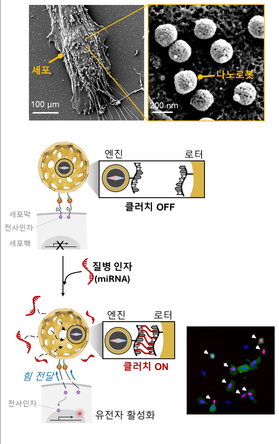 (상단) 세포와 결합한 클러치 나노로봇의 전자현미경 사진.
(하단) 질병 인자가 존재하는 경우 클러치 나노로봇이 힘을 발생하여, 세포의 유전자 활성을 유도함(활성화된 세포는 빨간색 형광 표시).